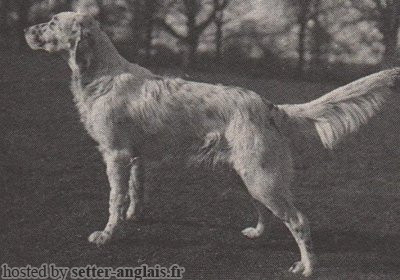 Setter Anglais LINGFIELD RESTLESS